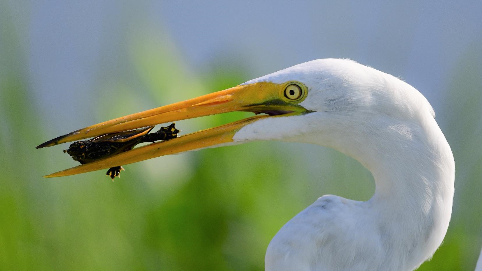 "Turtle Talk - Great Egret and Florida Softshell" Youth Fifth Place: Lauren Chin, Windermere 
