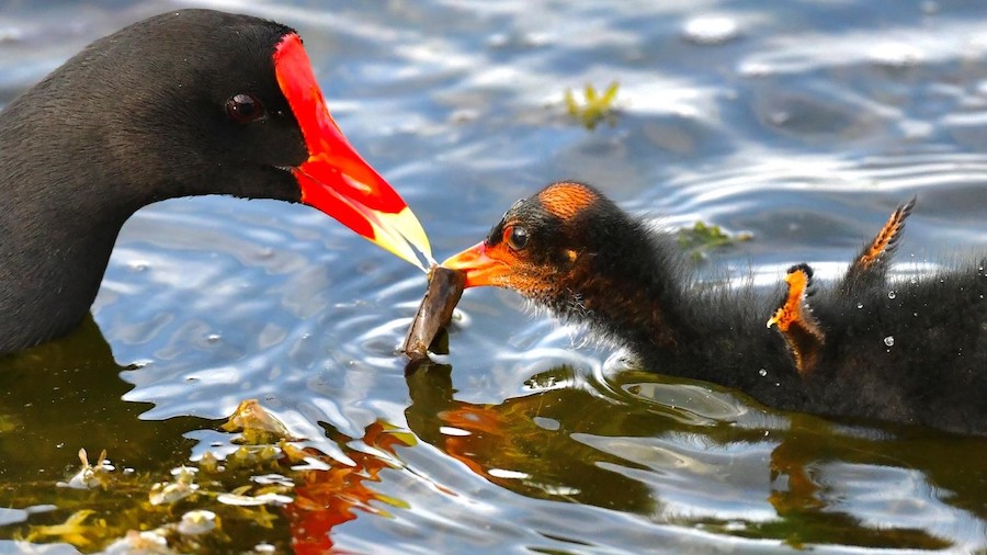 "The Offering - Common Gallinule with Chick" Youth Second Place: Matthew Chin, Windermere
