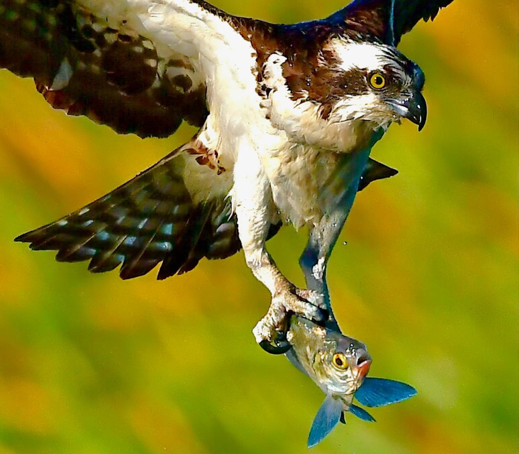 "Fresh Catch - Osprey with Fish" Youth First Place: Matthew Chin, Windermere
