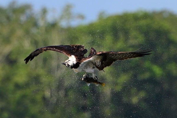 "Osprey Shake" Youth Honorable Mention: Nicole Chin, Windermere
