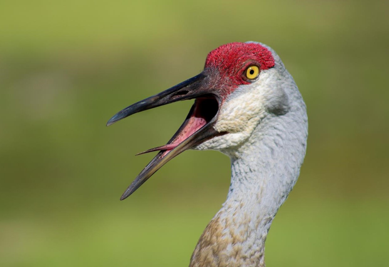 "Say Ah! - Sandhill Crane" Youth Honorable Mention: Lillian Frazer, Casselberry
