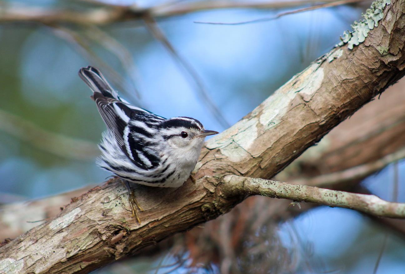 "Zebra Bird - Black-and-white Warbler on Cypress" Honorable Mention: Lillian Frazer, Casselberry

