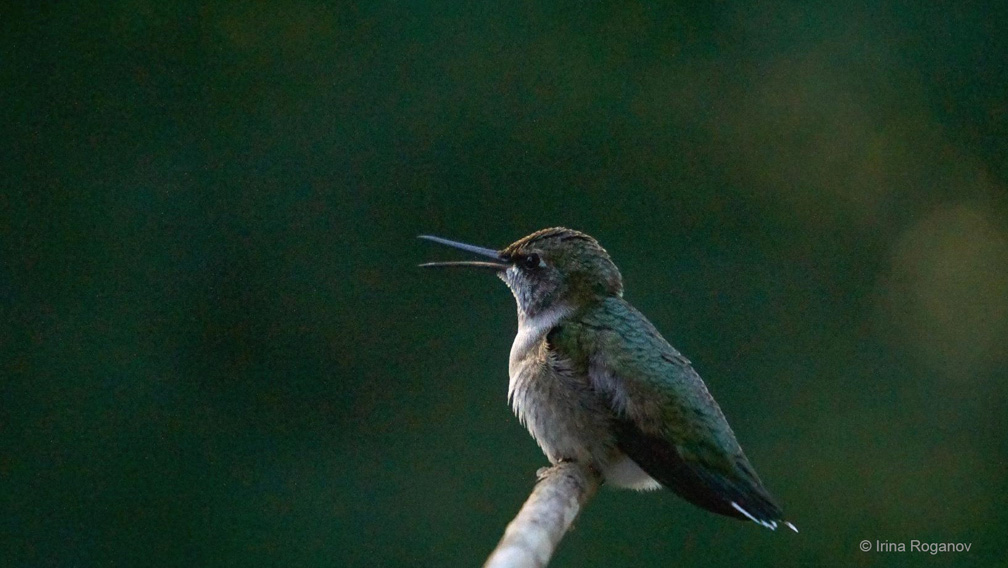 "The Squeak—Ruby-throated Hummingbird" Youth Honorable Mention: Irina Roganov, Crestview