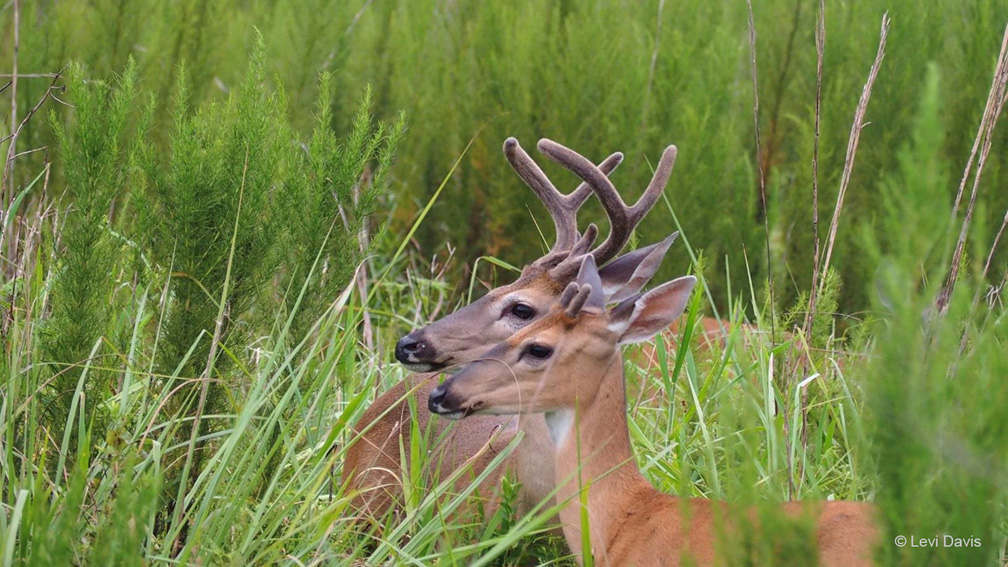"Two Heads are Better than One—White-tailed Deer" Youth Honorable Mention: Levi Davis, Belle Isle