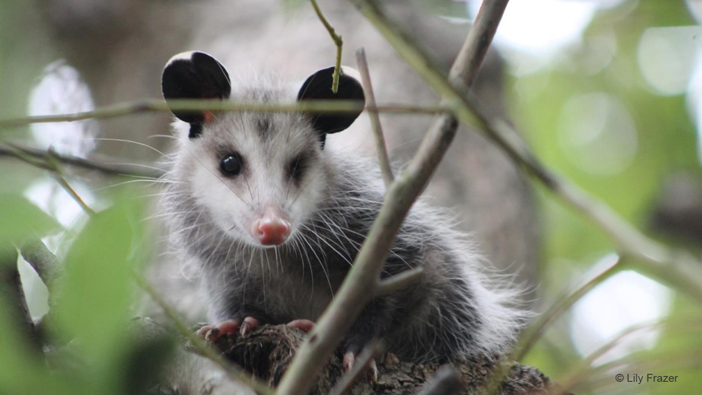 "Mickey’s Distant Cousin—Opossum Joey" Youth Honorable Mention: Lily Frazer, Casselberry