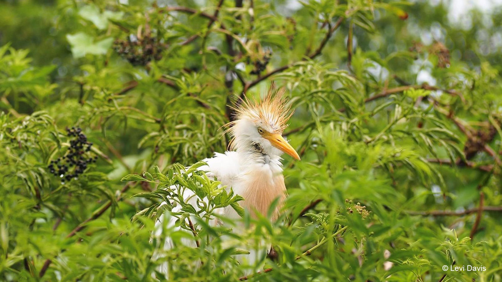 "Bad Hair Day—Cattle Egret" Youth Honorable Mention: Levi Davis, Belle Isle