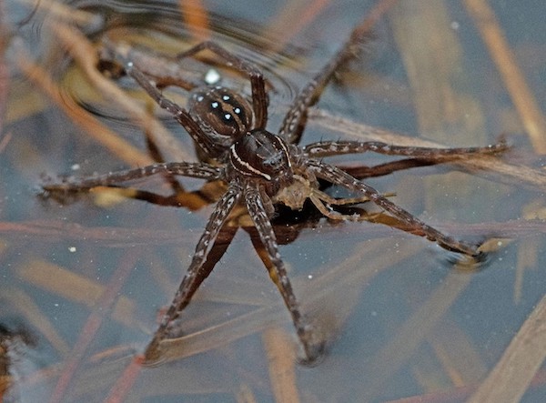 "Six-spotted Fishing Spider with Spider Prey" Youth Honorable Mention: Jake Turner, Nokomis          
