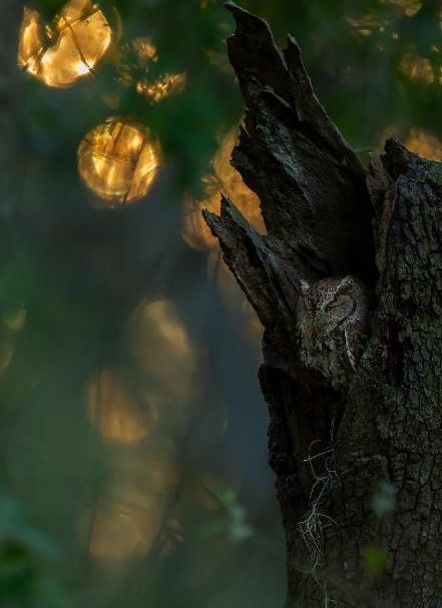 "Sunset Siesta—Eastern Screech Owl" Advanced 1st Place: Marina Scarr, Sarasota