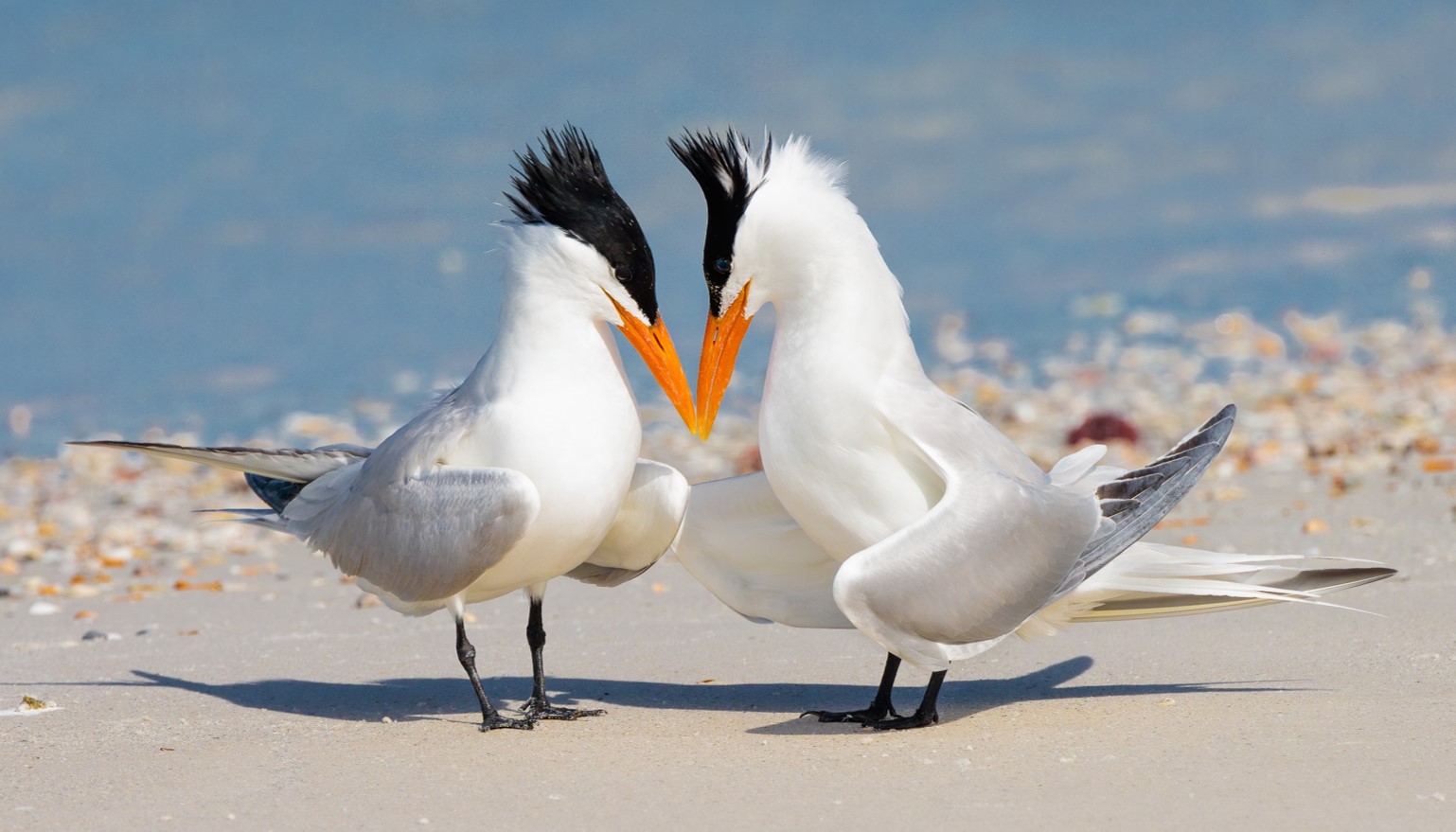 "Royal Romance—Royal Terns" Advanced 2nd Place: David Rose, Cocoa Beach