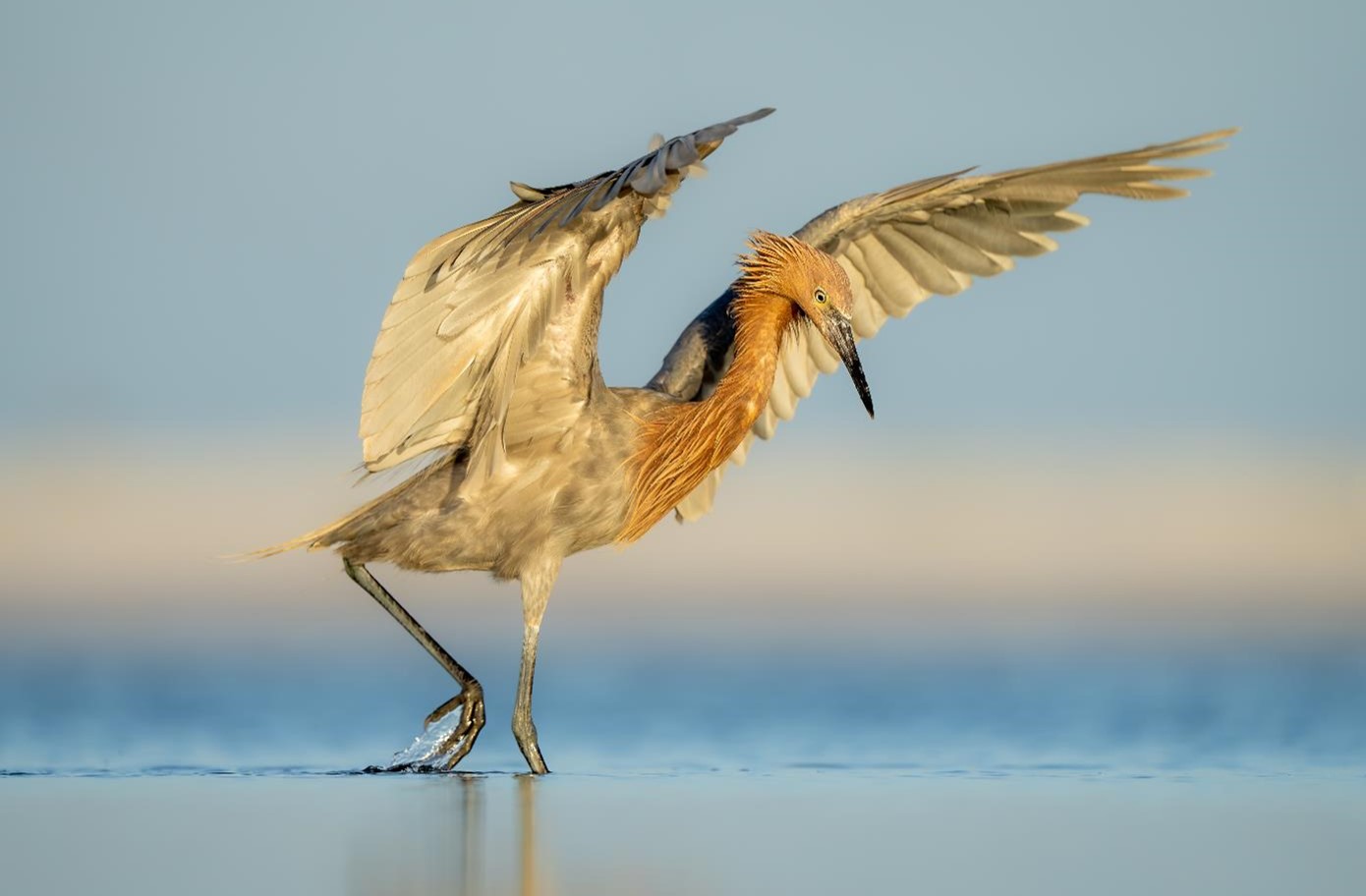 "Don’t Worry, Beach Happy—Reddish Egret" Advanced Honorable Mention: Amber Favorite, Winter Garden