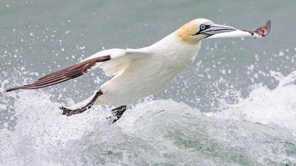 "Emergence—Northern Gannet" Advanced Honorable Mention: Carol Darling, Cocoa Beach