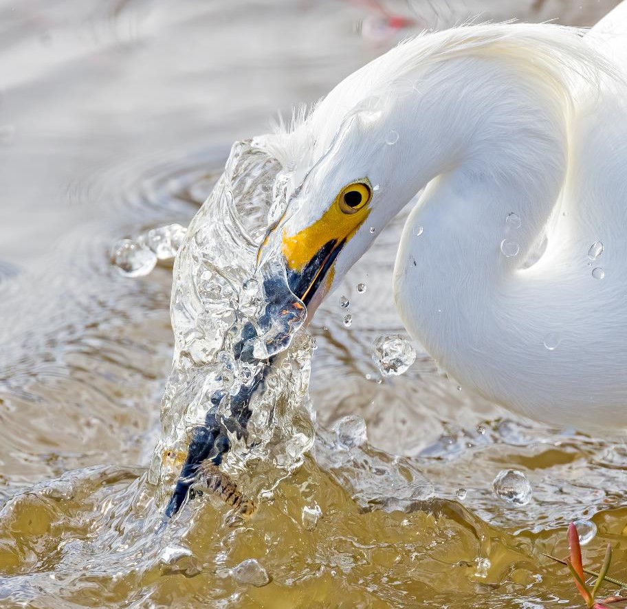 "Moment of Truth—Snowy Egret" Advanced Honorable Mention: Carol Darling, Cocoa Beach