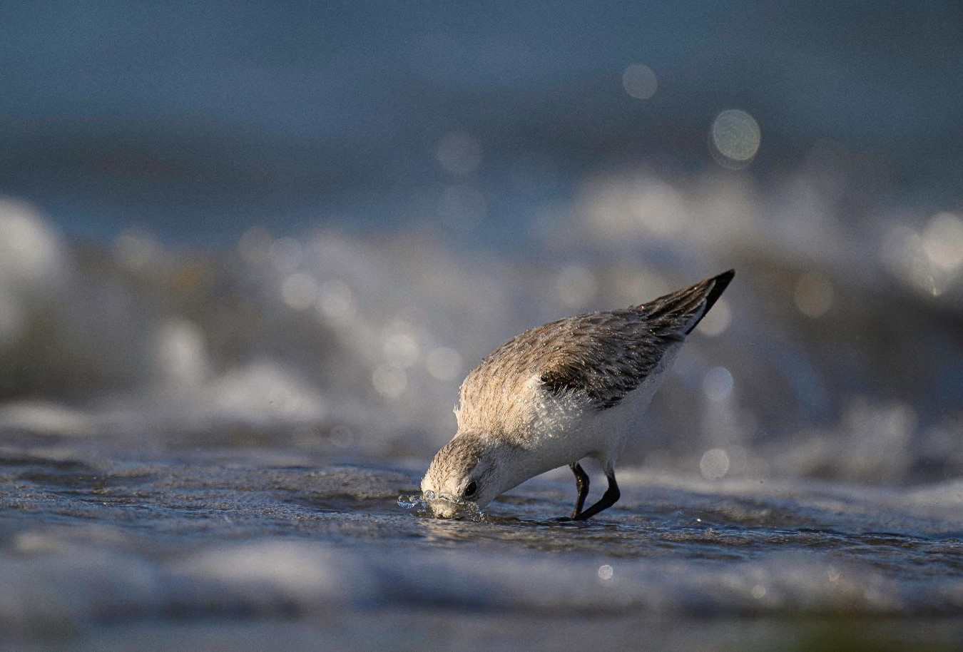 "Supping in the Surf—Sanderling" Advanced Honorable Mention: Carol Smith, Antelope, CA