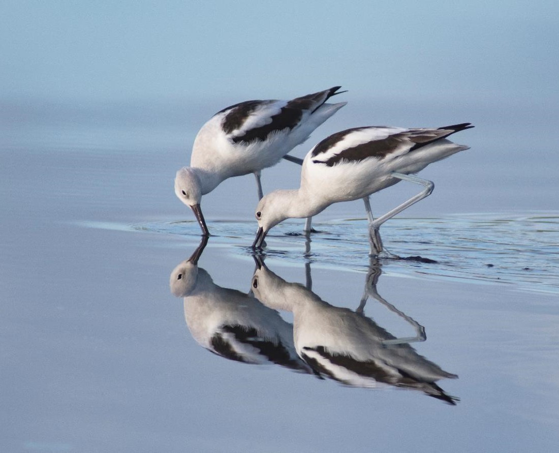 "American Avocets" Advanced Honorable Mention: Daryl Roston, DeLand