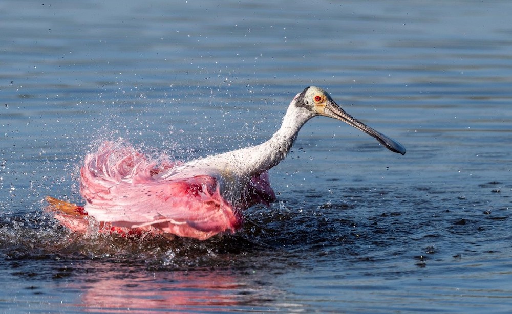 "Splashes of Pink—Roseate Spoonbill" Advanced Honorable Mention: Jan Addison, Orlando
