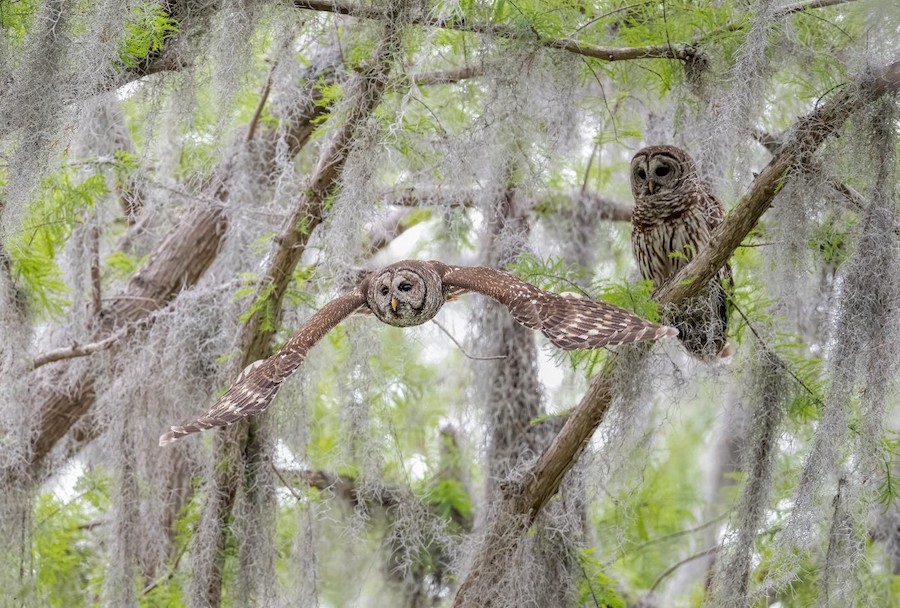 "Flight Through Cypress—Barred Owls" Advanced Honorable Mention: Mark Hainen, Groveland