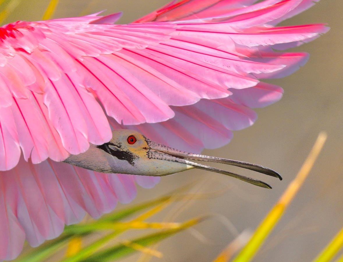 "The Pink Cape—Roseate Spoonbill" Advanced Honorable Mention: Wei-Shen Chin, Windermere