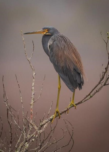 "Tricolor Foggy Morn—Tricolored Heron" Novice 2nd Place: Scott Ball, Tallahassee