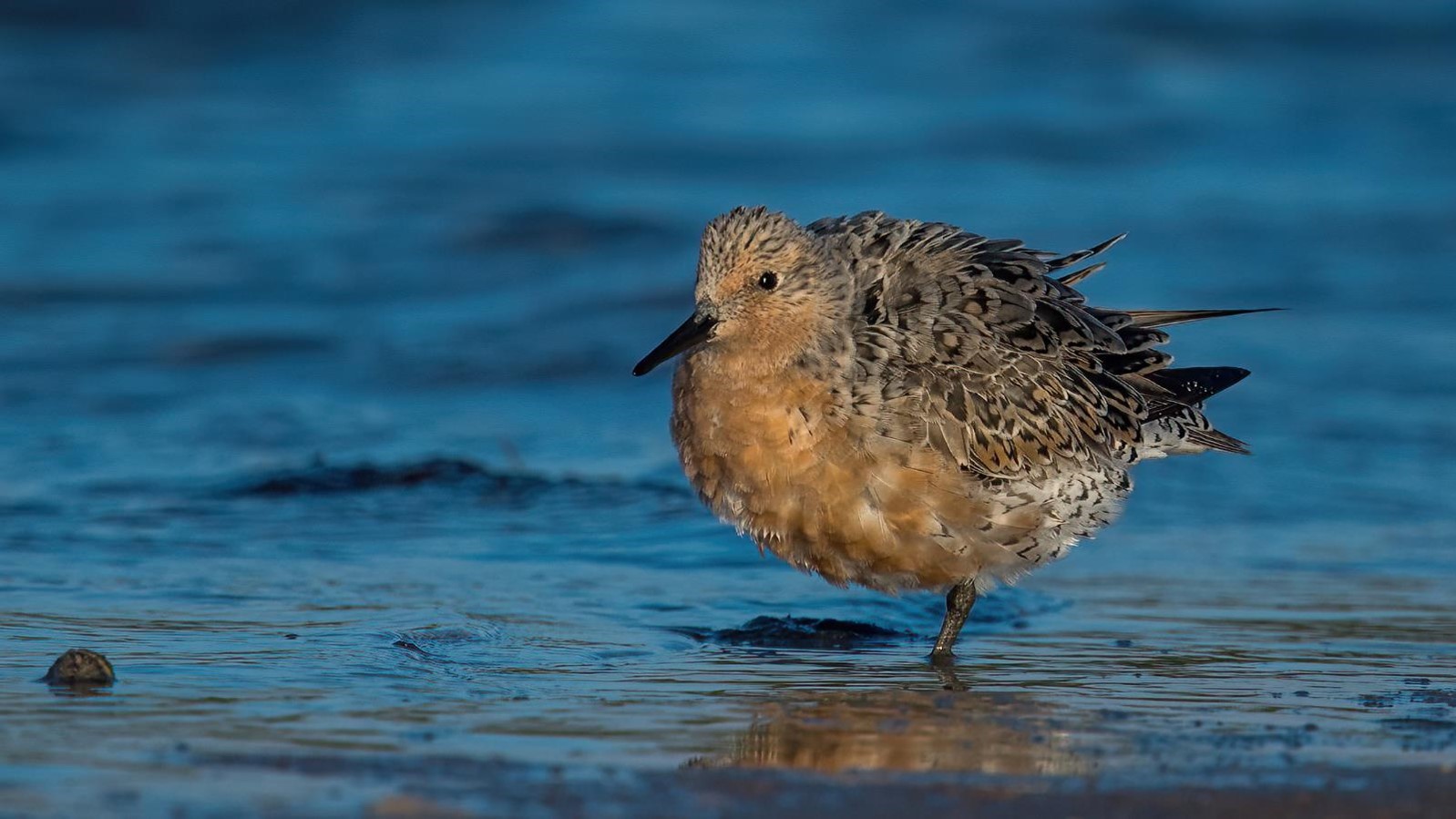 "All Puffed Up—Red Knot" Novice Honorable Mention: Caitrine Hellenga, Orlando