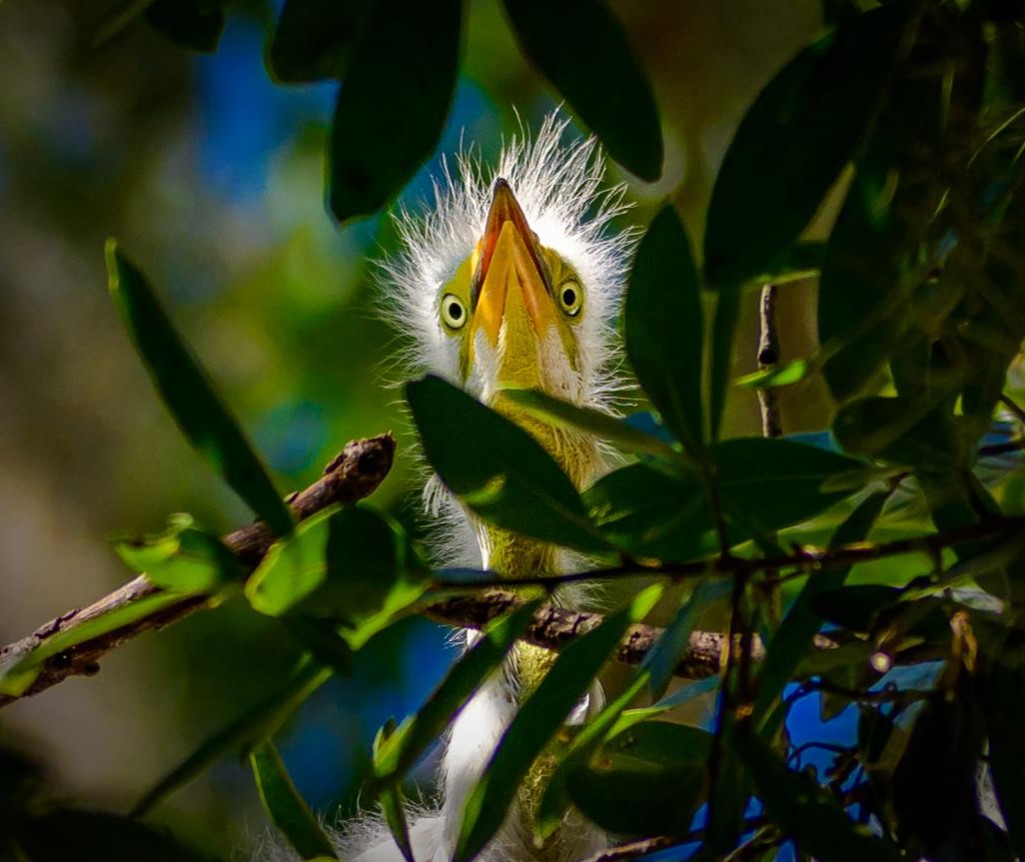 "Good Morning—Great Egret" Novice Honorable Mention: Donald Martin, Melbourne