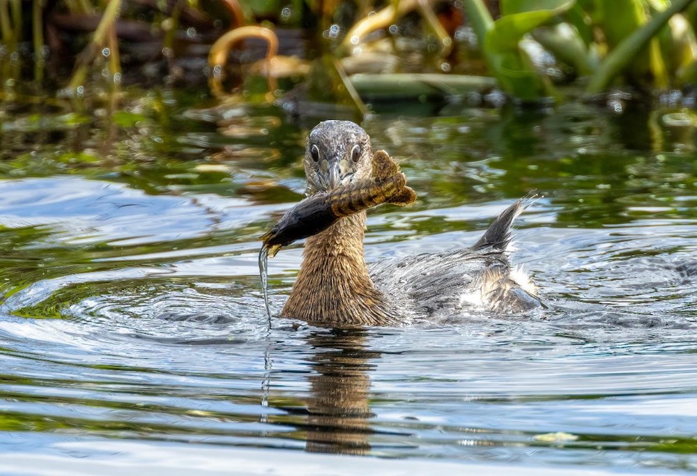 "Busted—Pied-billed Grebe" Novice Honorable Mention: Heather Earl, Winter Haven