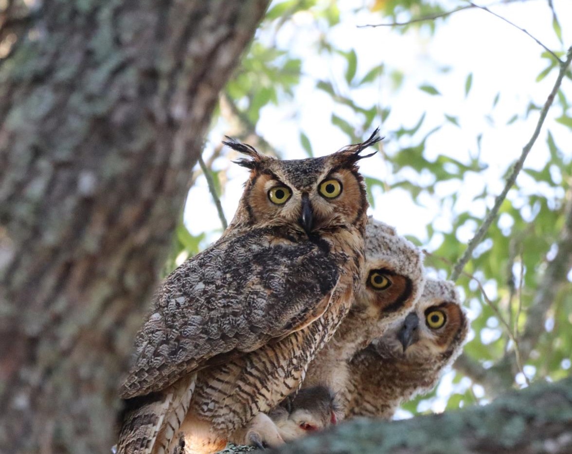 "Peekaboo—Great Horned Owls" Novice Honorable Mention: Melissa Erdos, Winter Garden