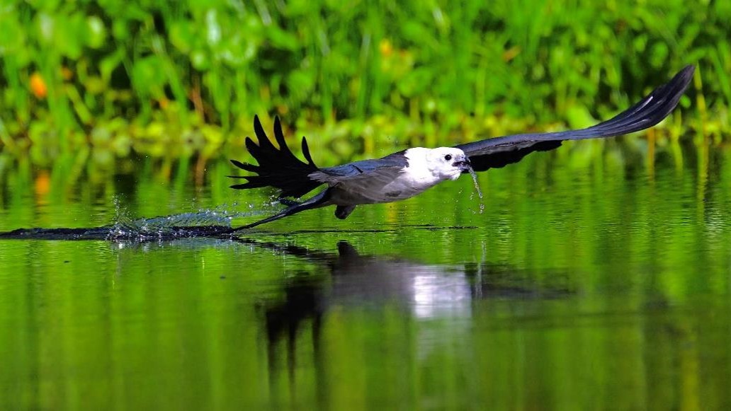 "Drinking Kite—Swallow-tailed Kite" Youth 1st Place: Lauren Chin, Windermere