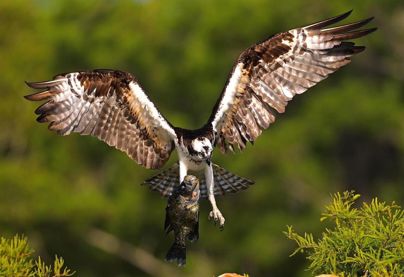 "One-handed Catch—Osprey with Black Crappie" Youth 2nd Place: Lauren Chin, Windermere