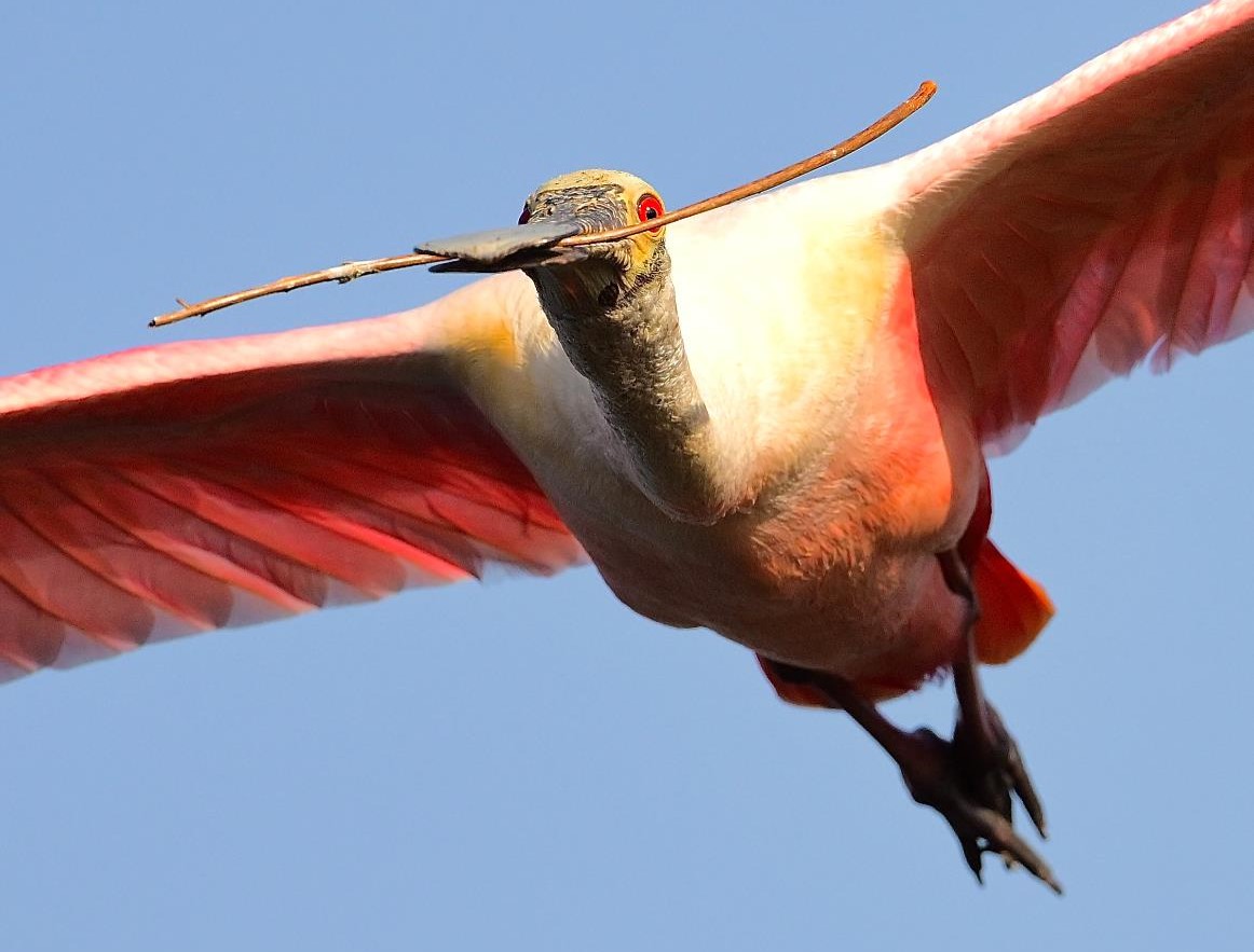 "Spoonbill Stickup—Roseate Spoonbill" Youth 3rd Place: Matthew Chin, Windermere