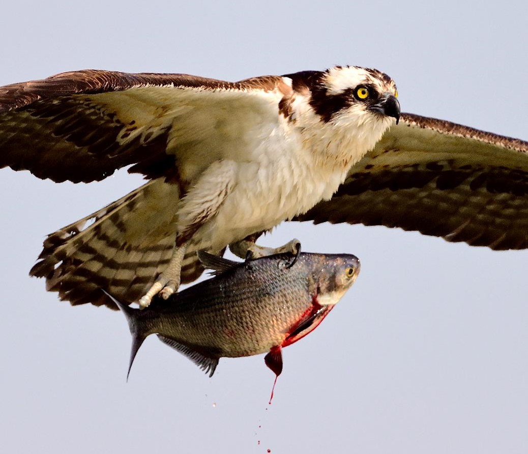 "Vampire Osprey—Osprey with Shad" Youth Honorable Mention: Matthew Chin, Windermere