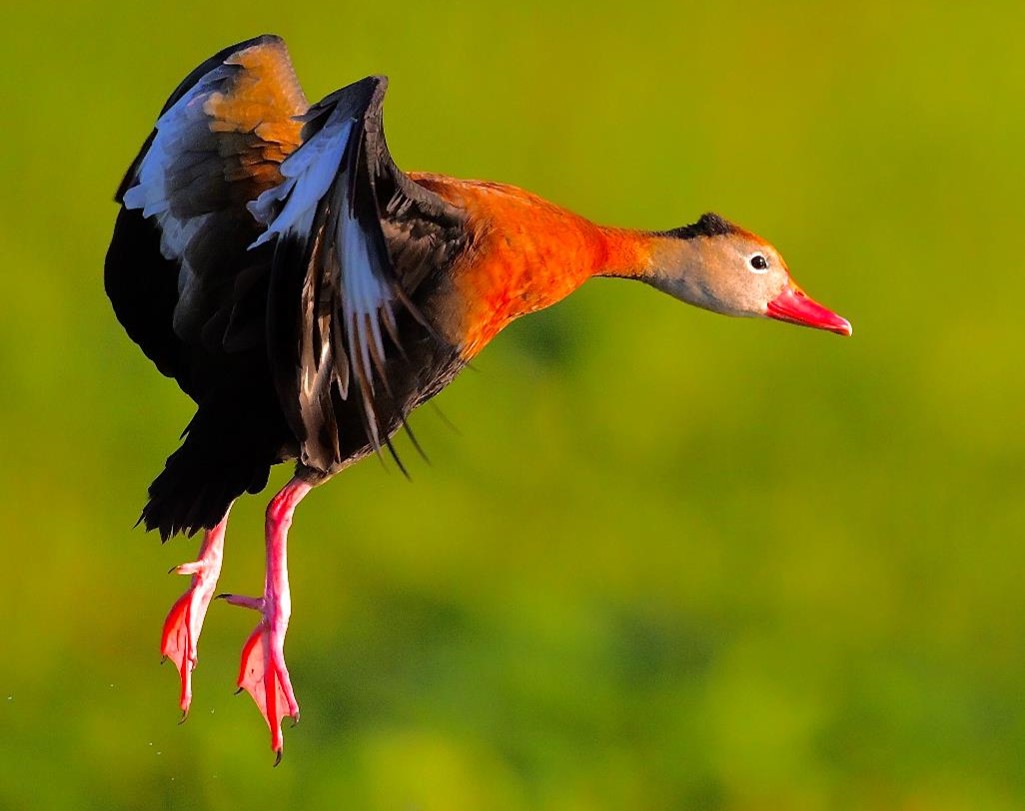 "Whistling-Duck Liftoff—Black-bellied Whistling-Duck" Youth Honorable Mention: Matthew Chin, Windermere
